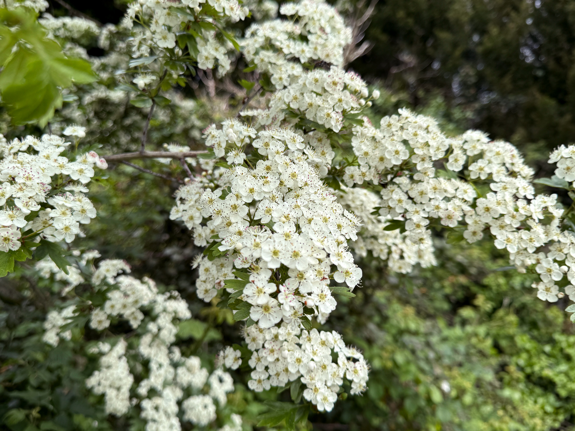 Flowering hawthorn blossom in Wales
