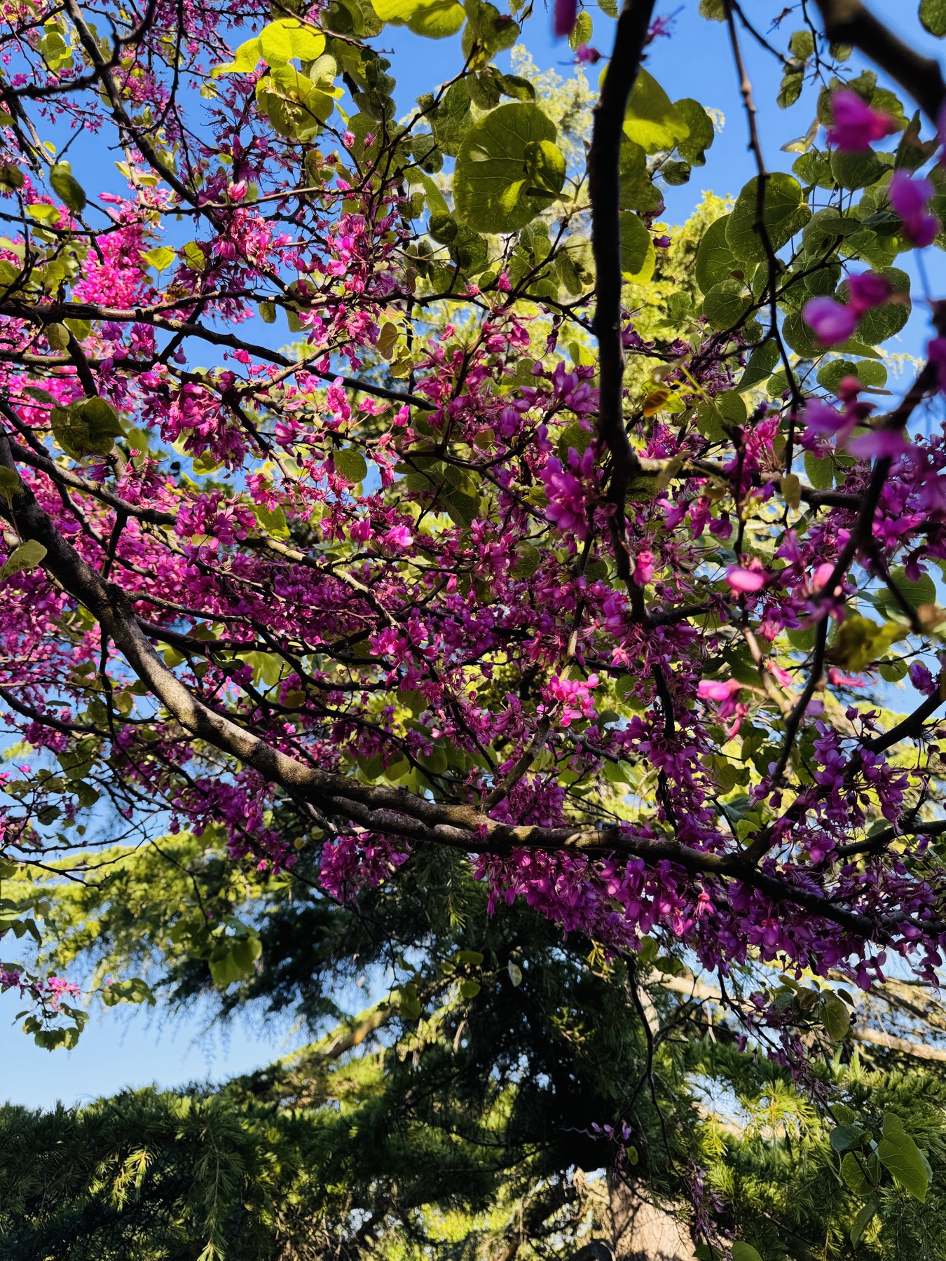 Pink blossom in Alexandra Park Penarth