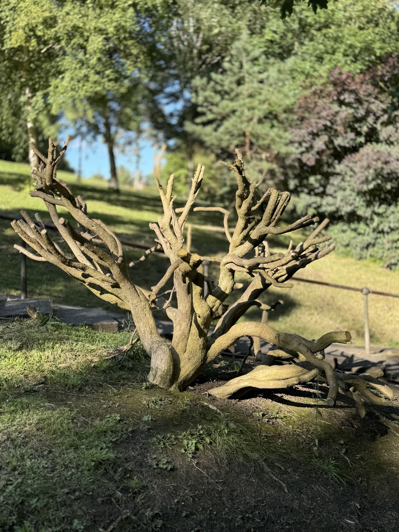 Pruned tree shape in Alexandra Park Penarth