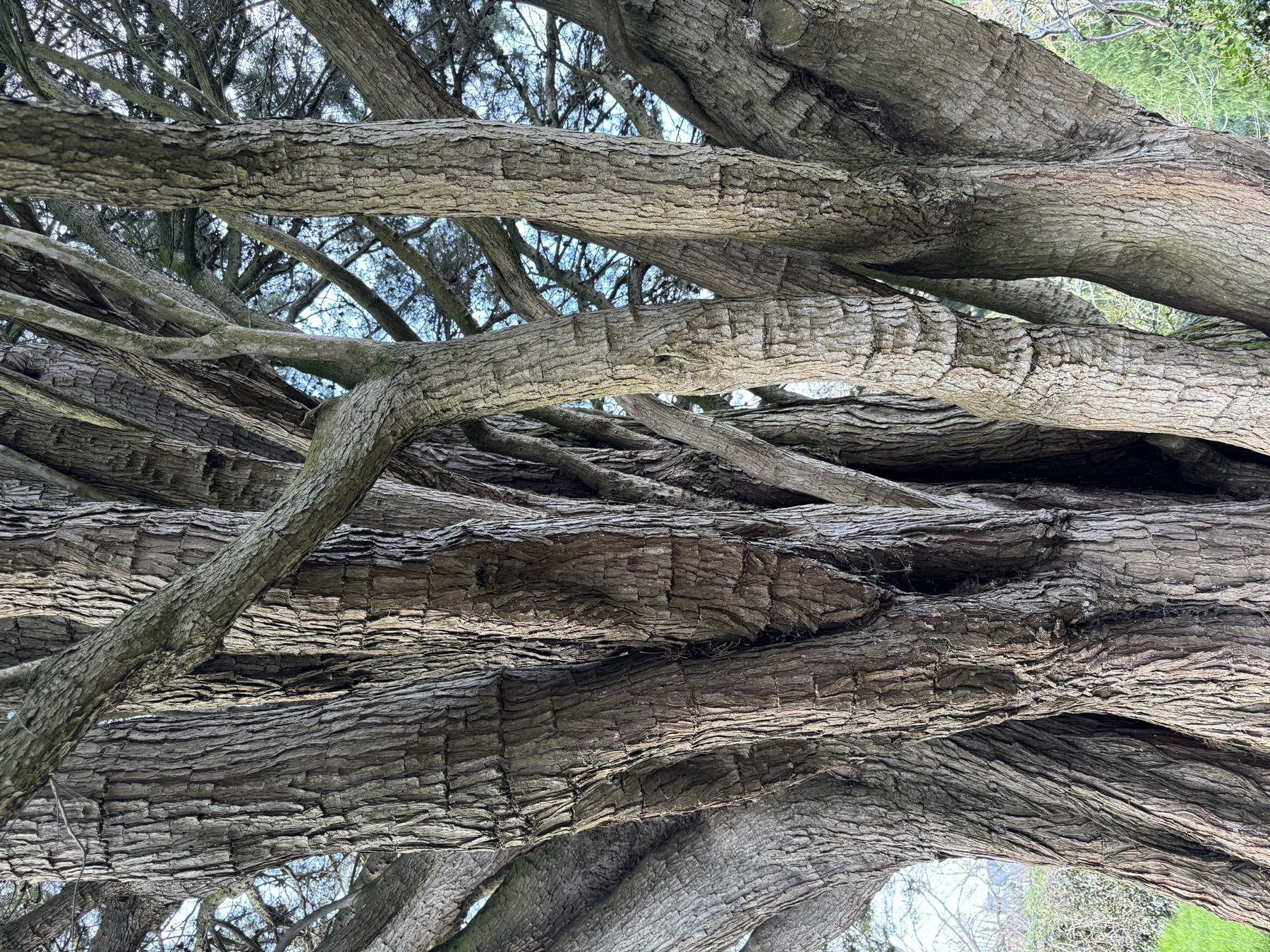 Tree sketchbook study from Alexandra Park Penarth