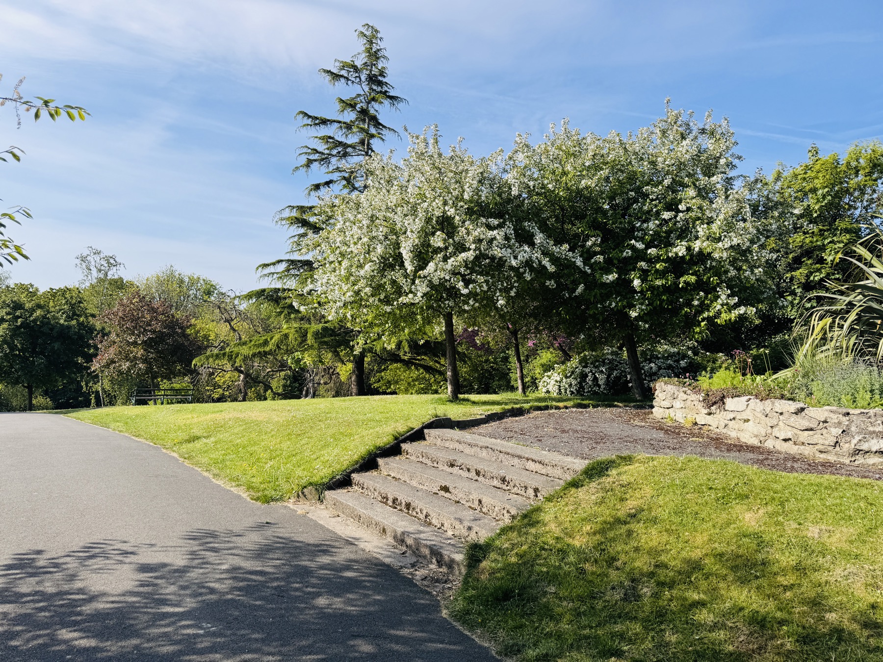 White blossom beside a path in Alexandra Park Penarth