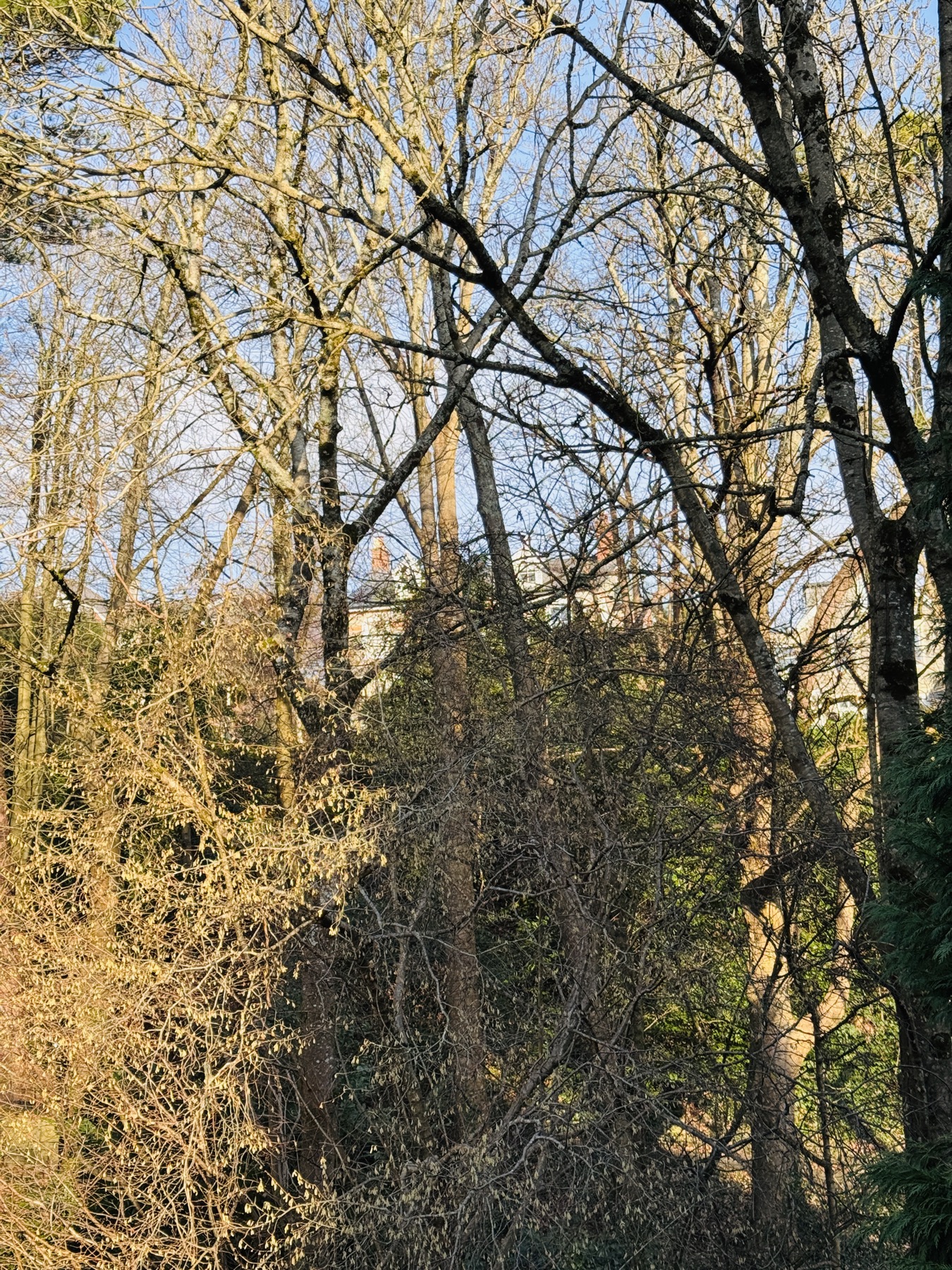 White house glimpsed through trees in Alexandra Park Penarth