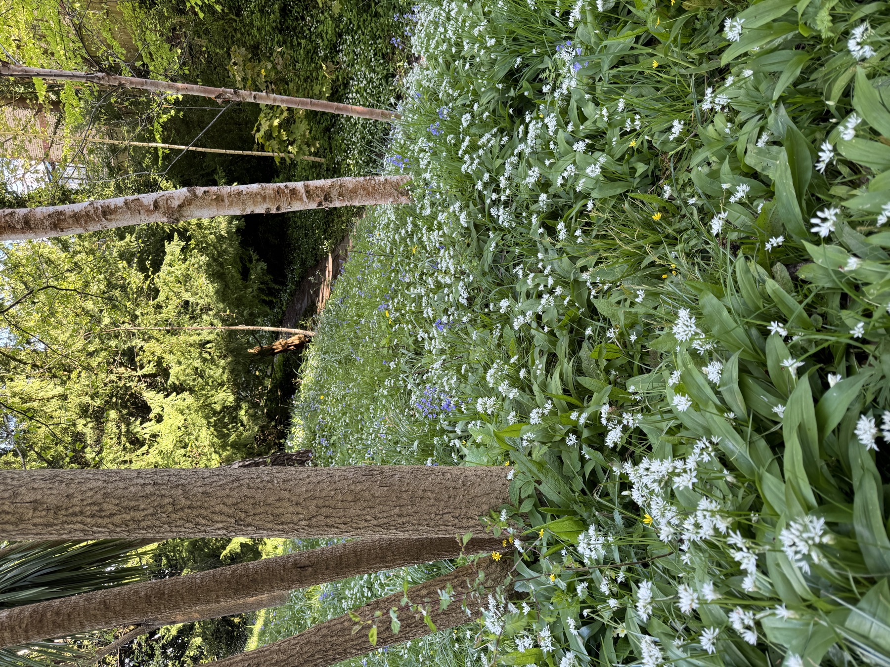 Wild garlic and trees in Alexandra Park Penarth