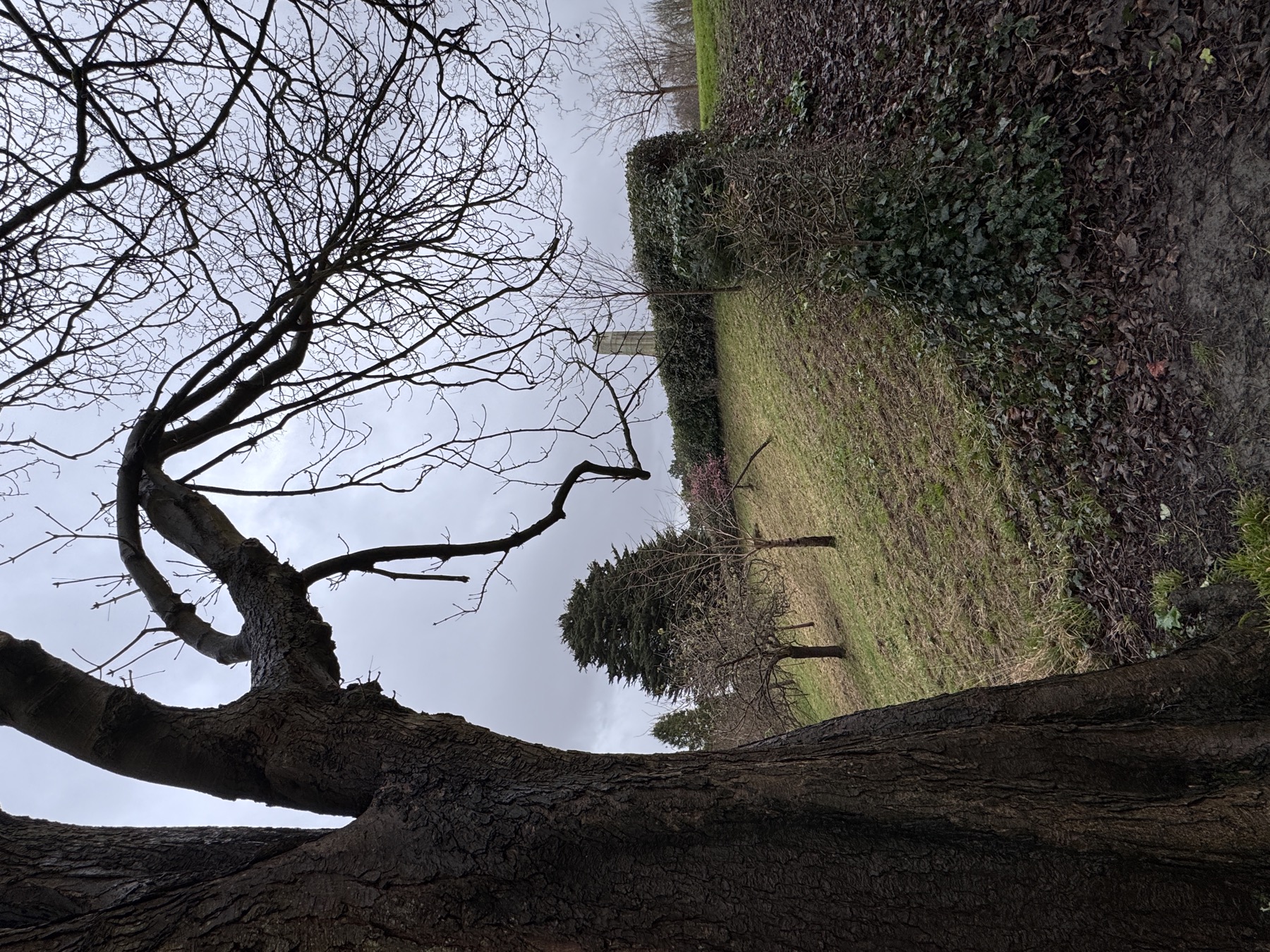 Winter tree on a slope in Alexandra Park Penarth