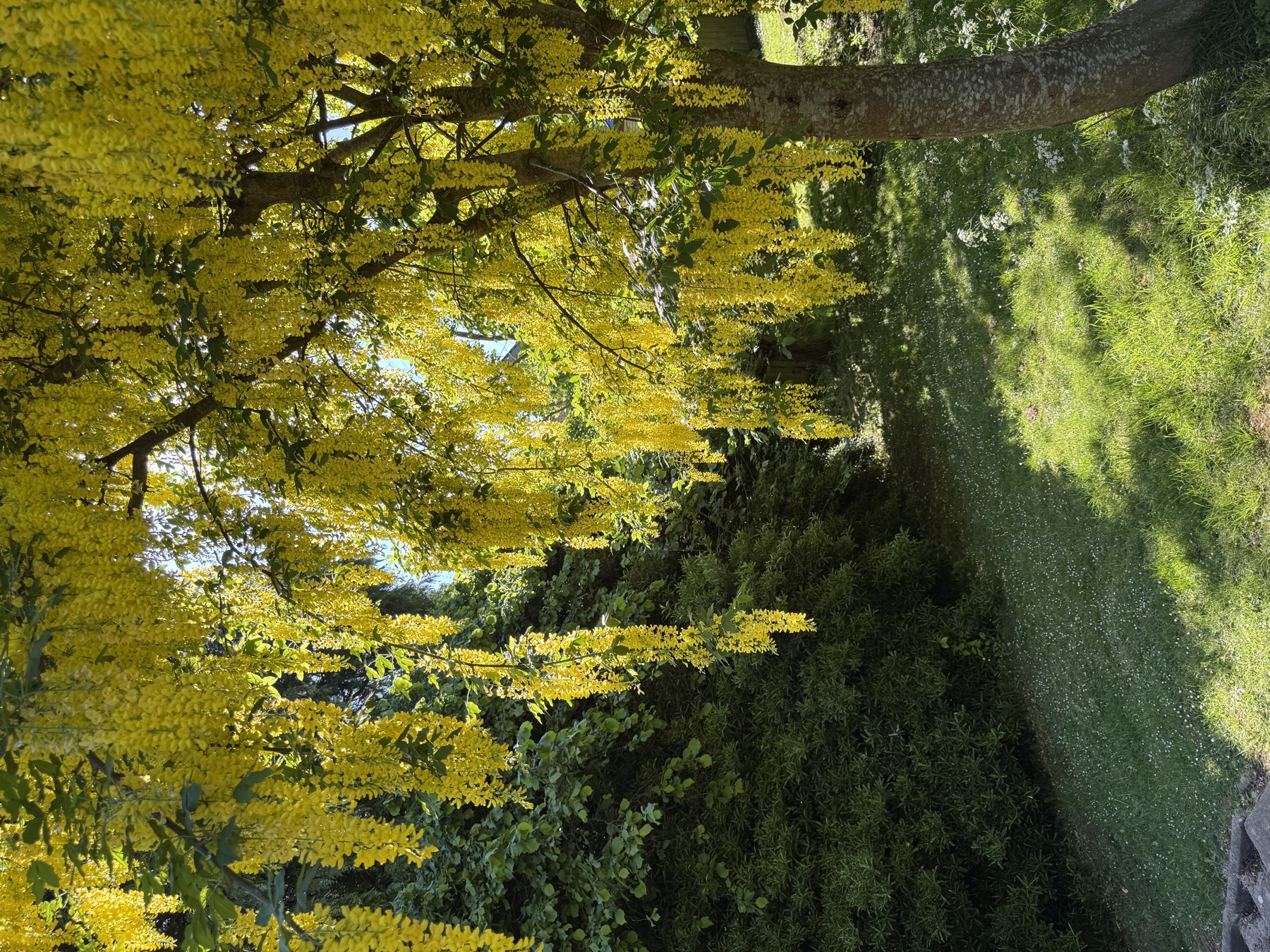 Yellow blossom in Alexandra Park Penarth