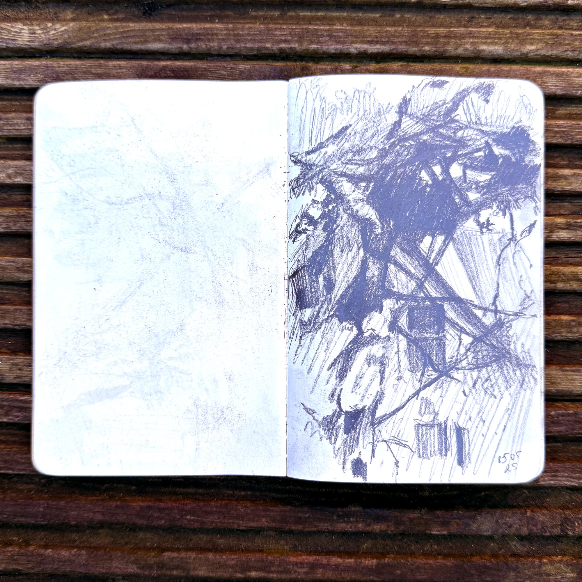 Pencil sketch of a pine tree in Belle Vue Park