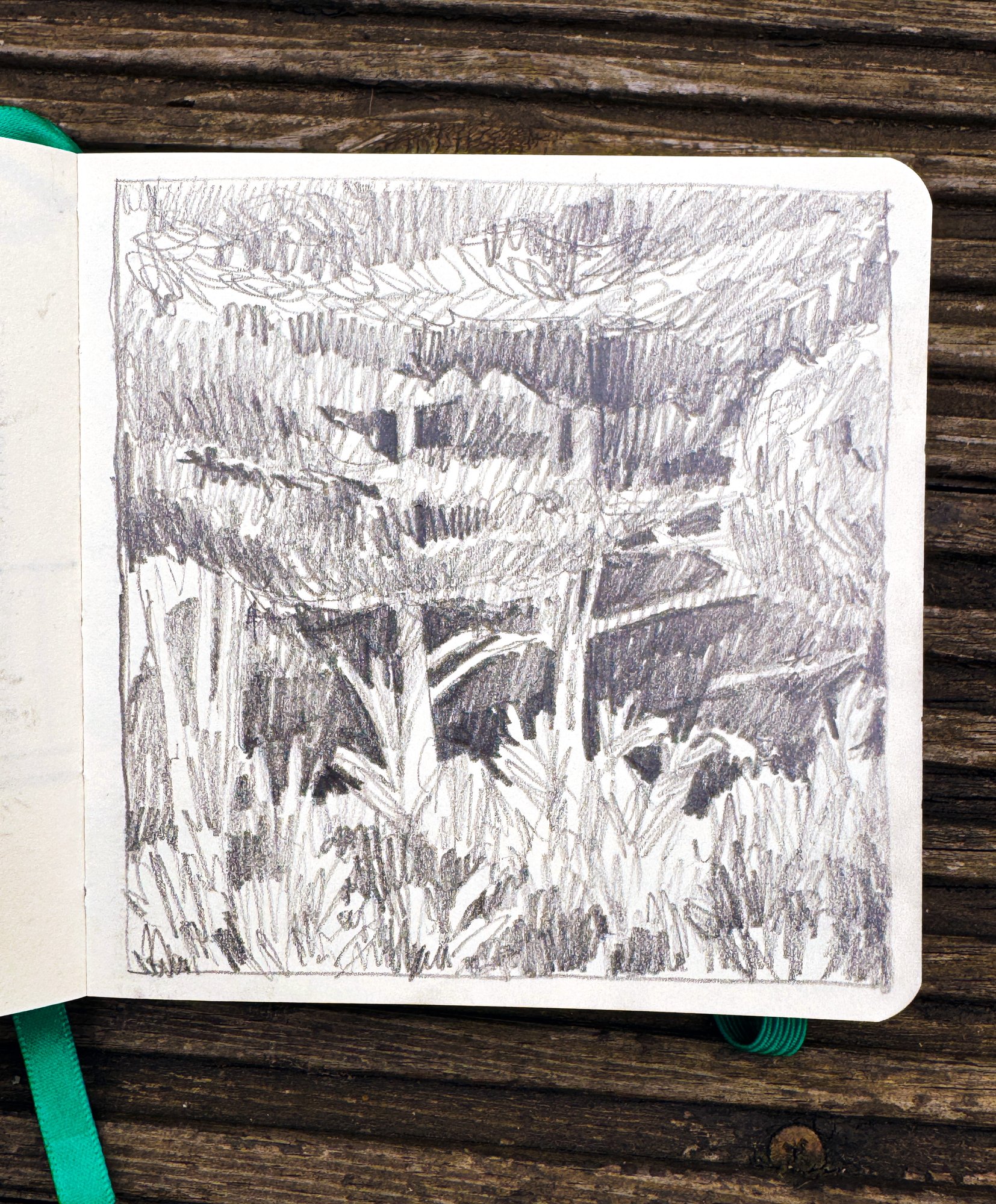Pencil sketch of dense trees and undergrowth in Belle Vue Park