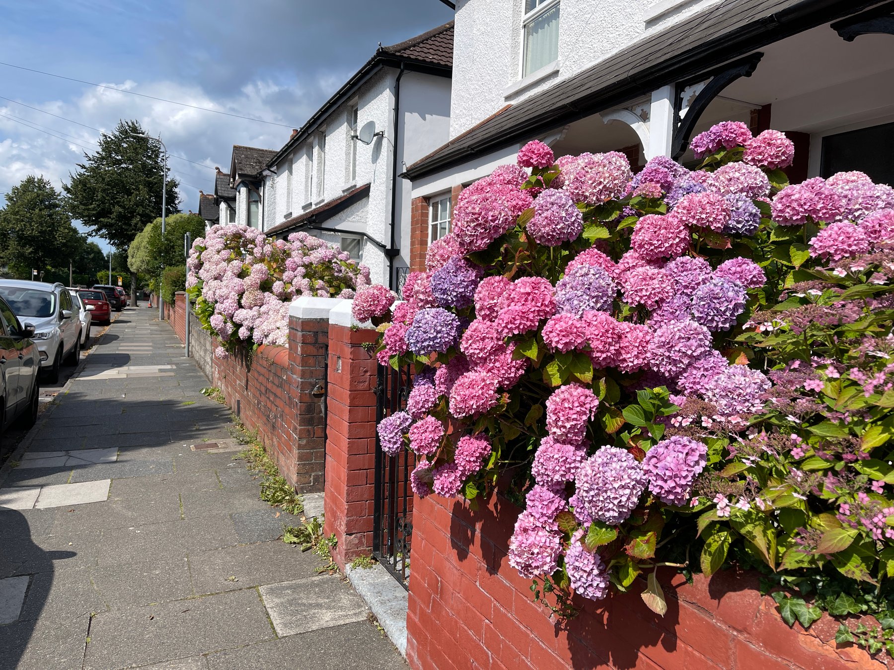Pink and purple hydrangeas beside a residential street in Penarth