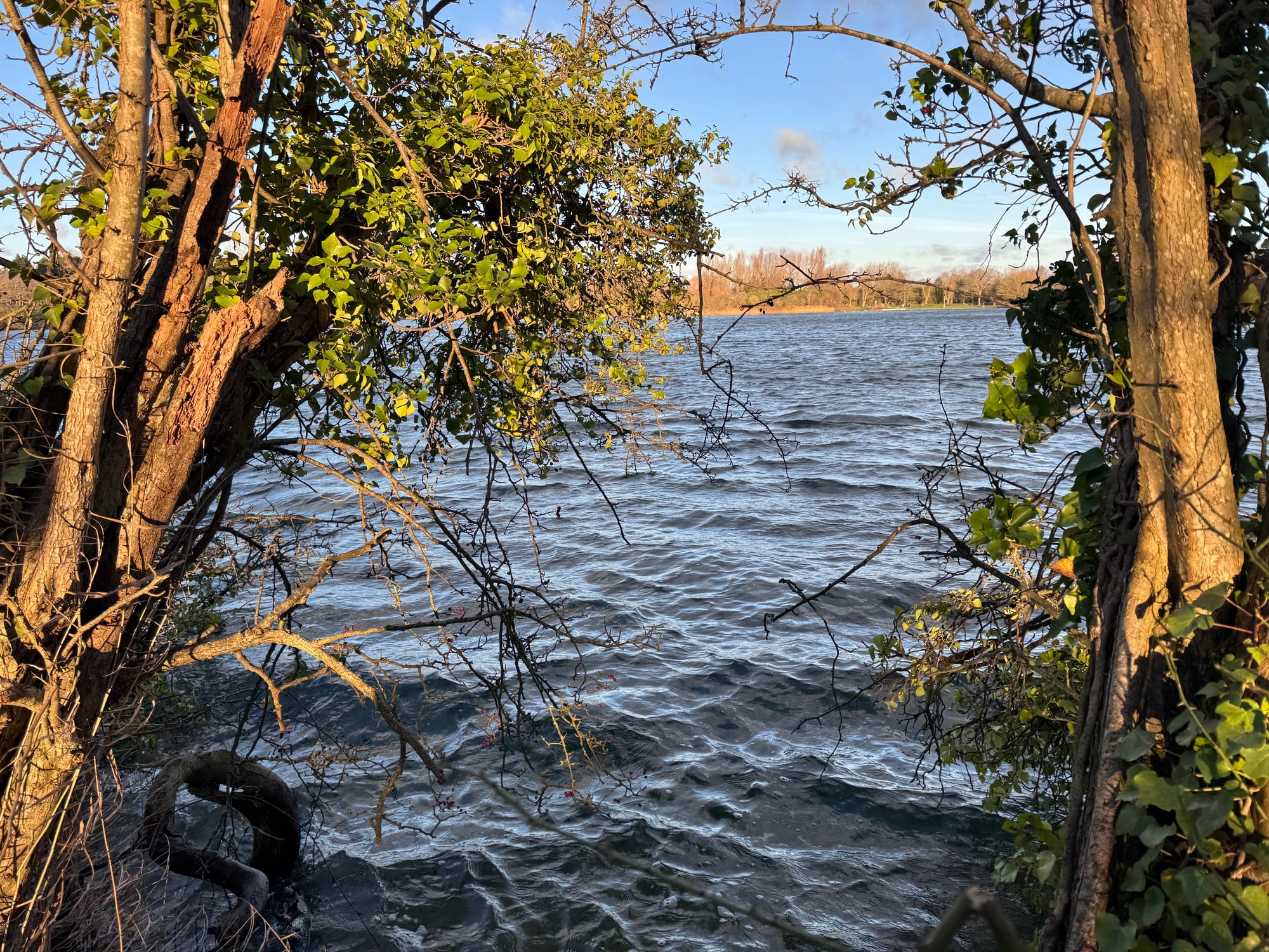 Cosmeston Lake seen through trees in winter light