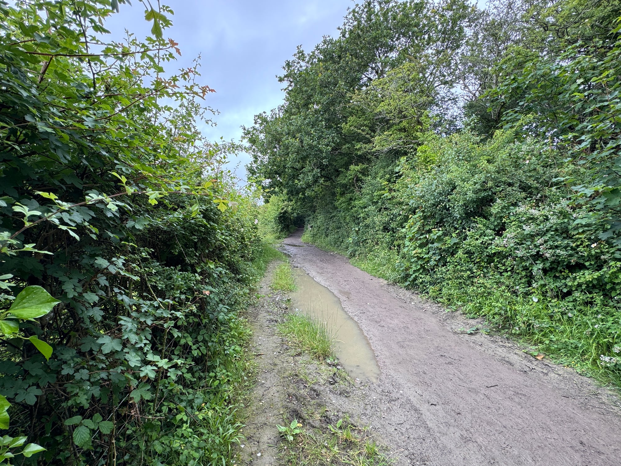 A muddy woodland track at Cosmeston after rain