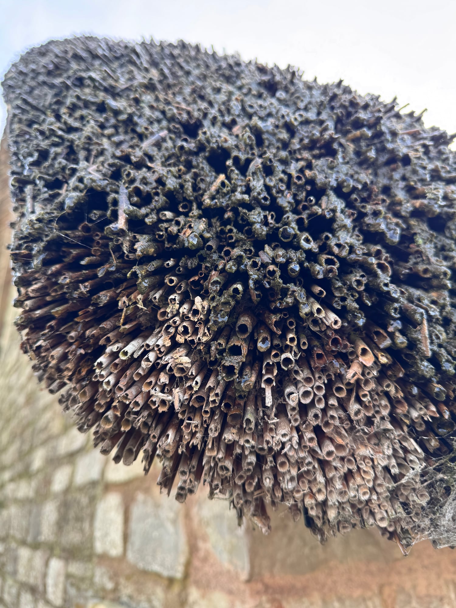 Close-up of the thatched roof at Cosmeston Medieval Village