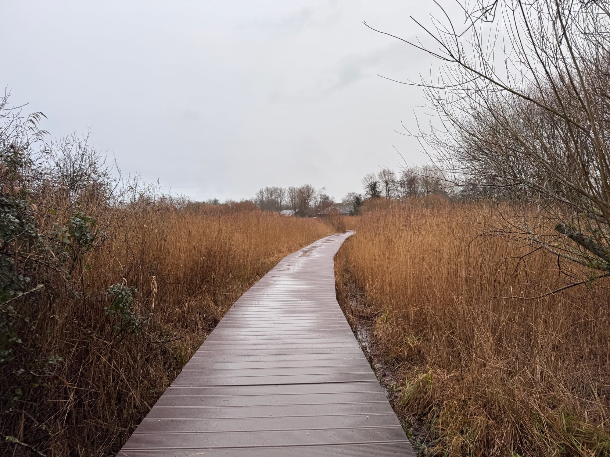 A wooden boardwalk crossing the wetlands at Cosmeston Lakes Country Park