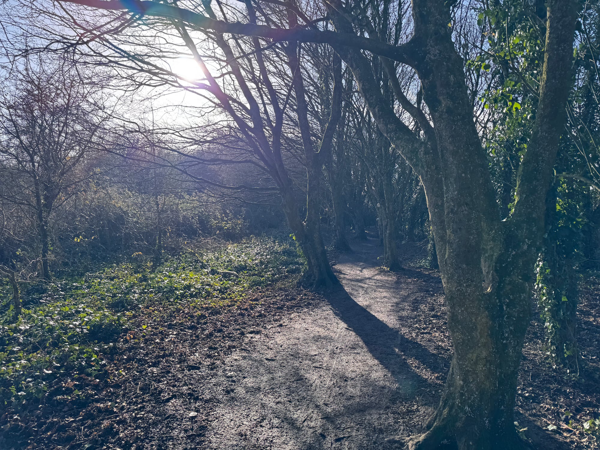 Sunlight and long shadows on a woodland path at Cosmeston