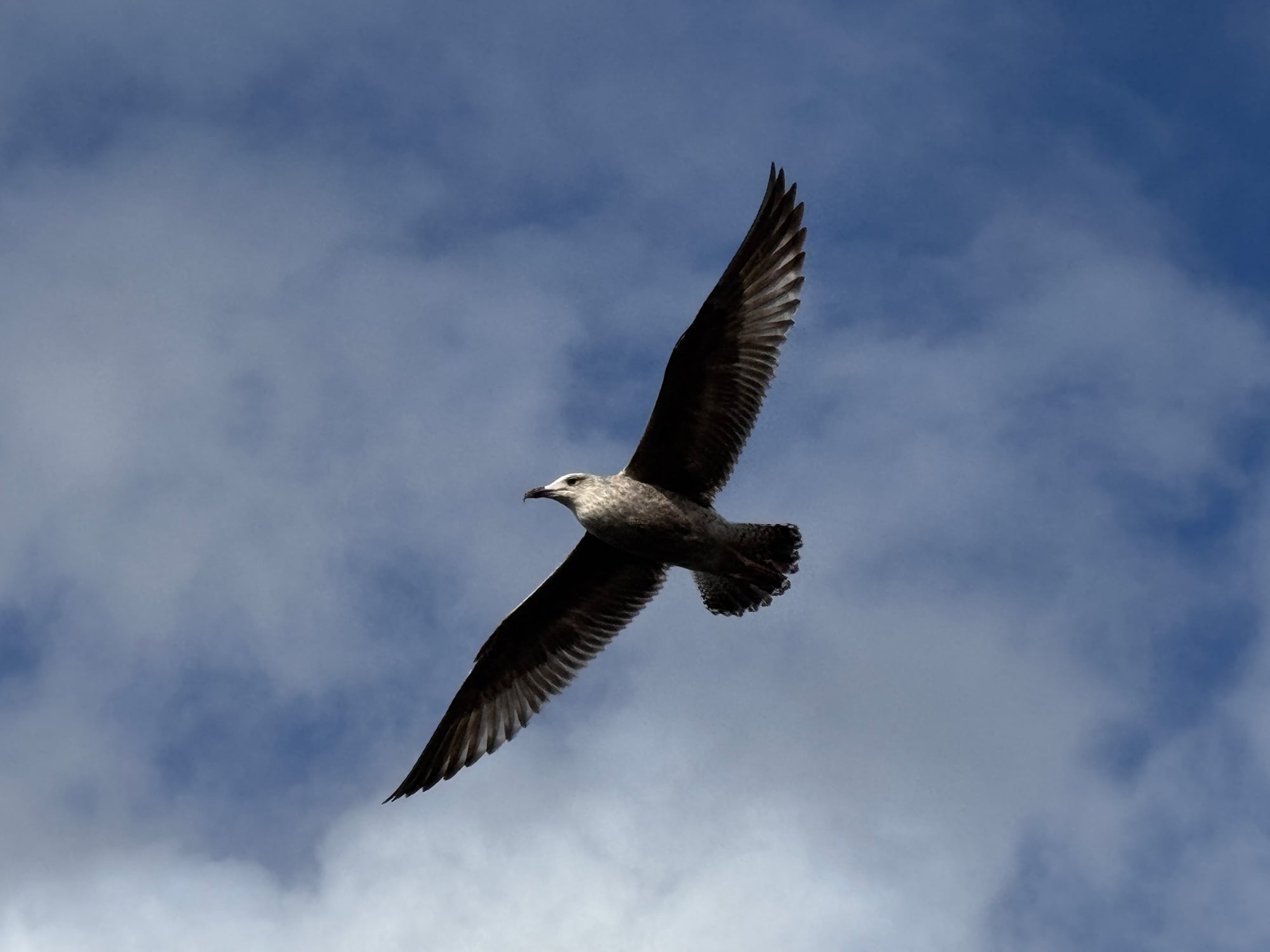 A gull flying over Cosmeston Lakes Country Park