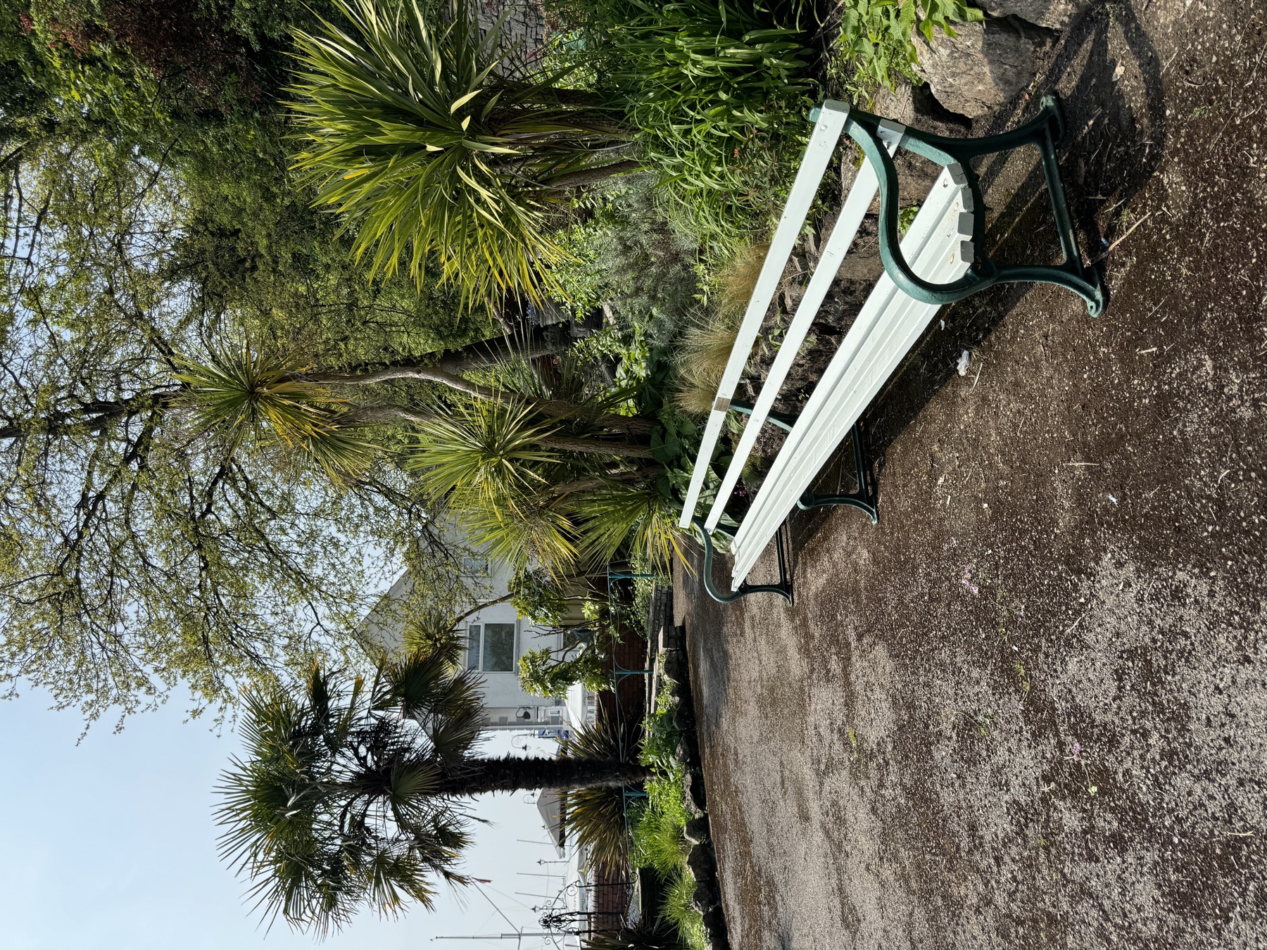 Bench and palms in Italian Gardens Penarth