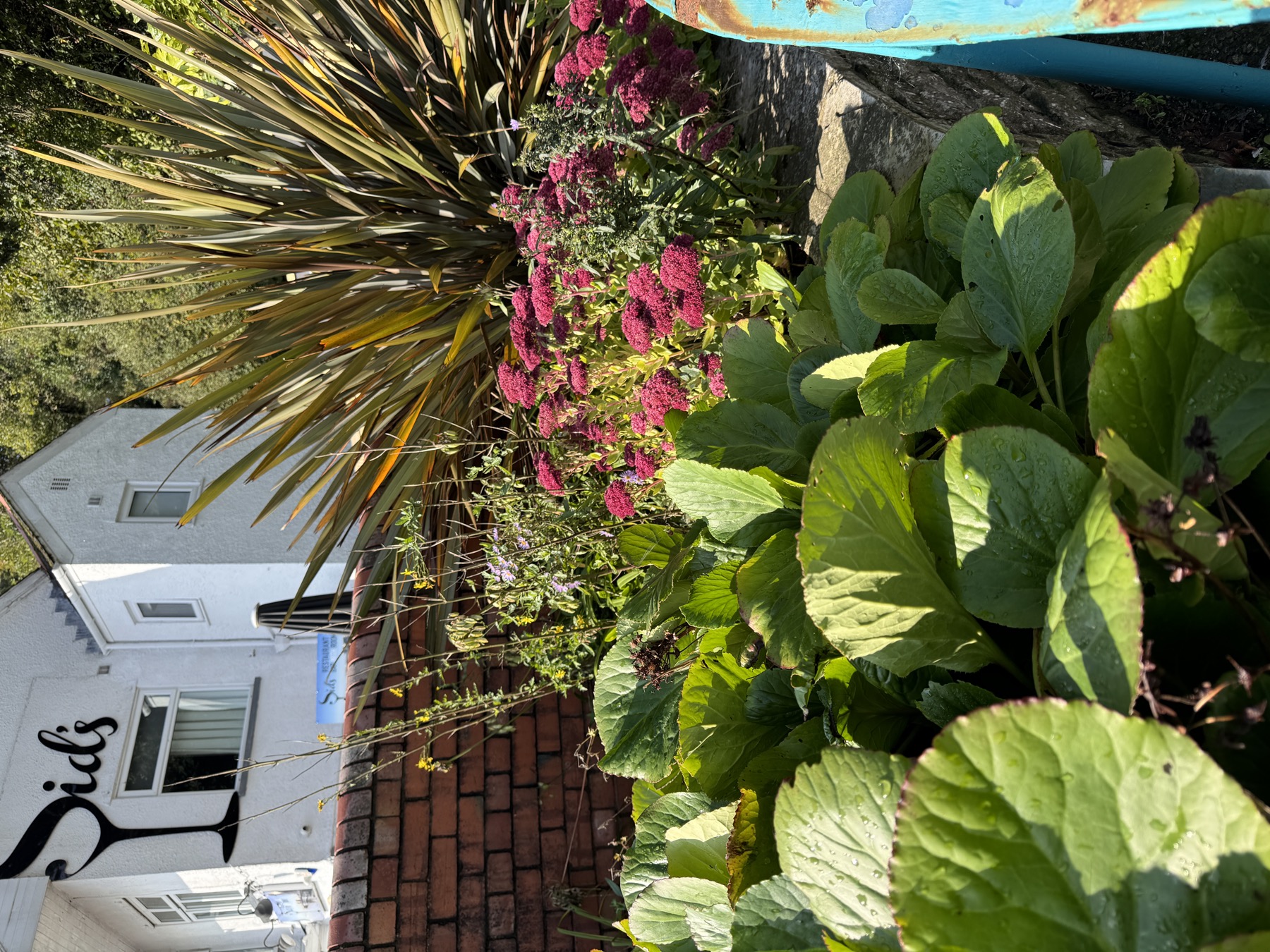 Planting beside Coffi Co in Italian Gardens Penarth