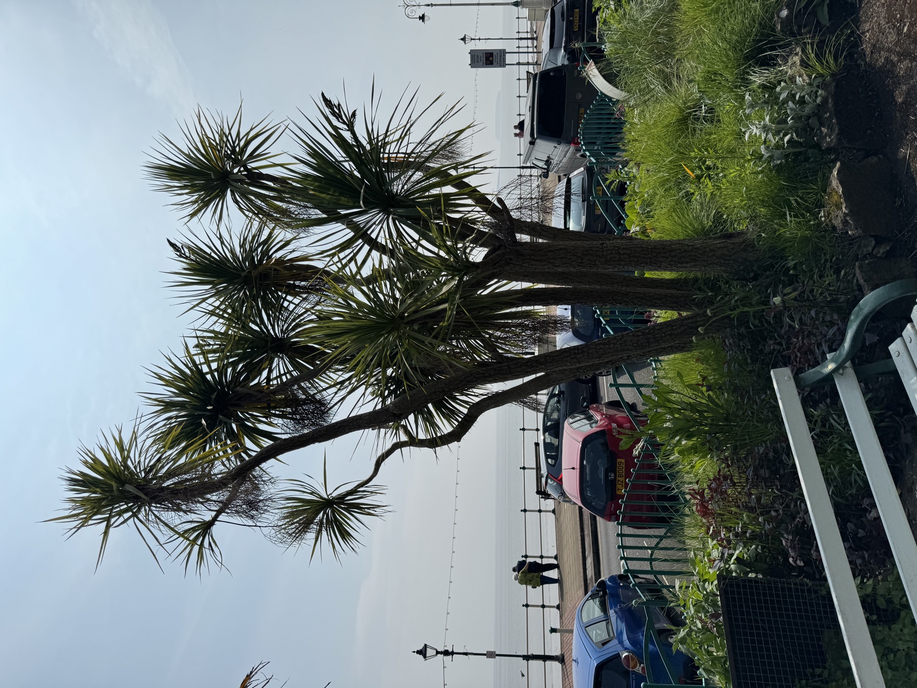 Palm trees and sea view in Italian Gardens Penarth