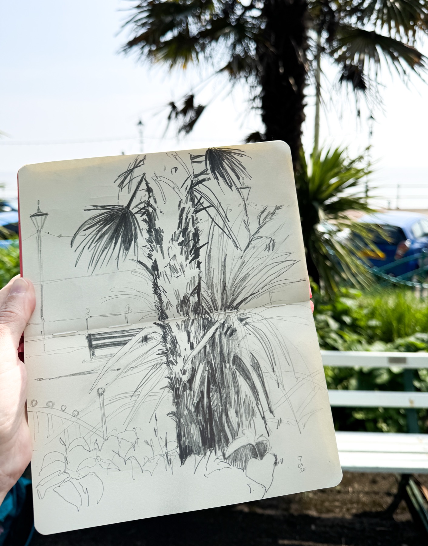 Palm tree sketch in Italian Gardens Penarth