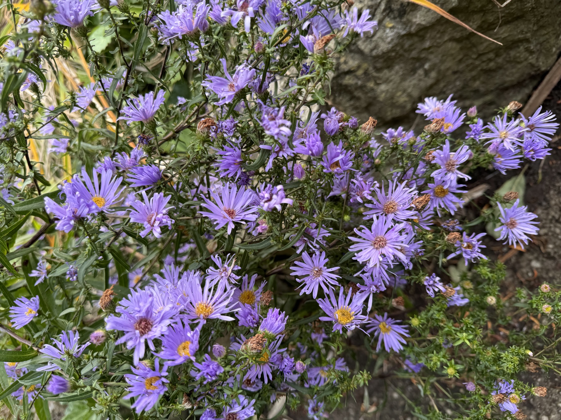Purple flowers in Italian Gardens Penarth