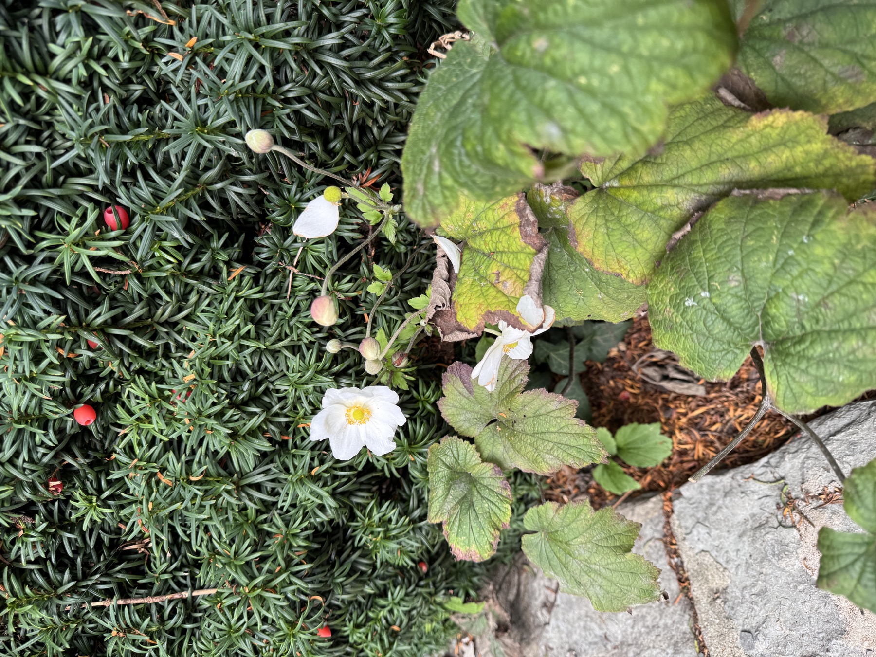 White flowers and dark yew leaves in Italian Gardens Penarth