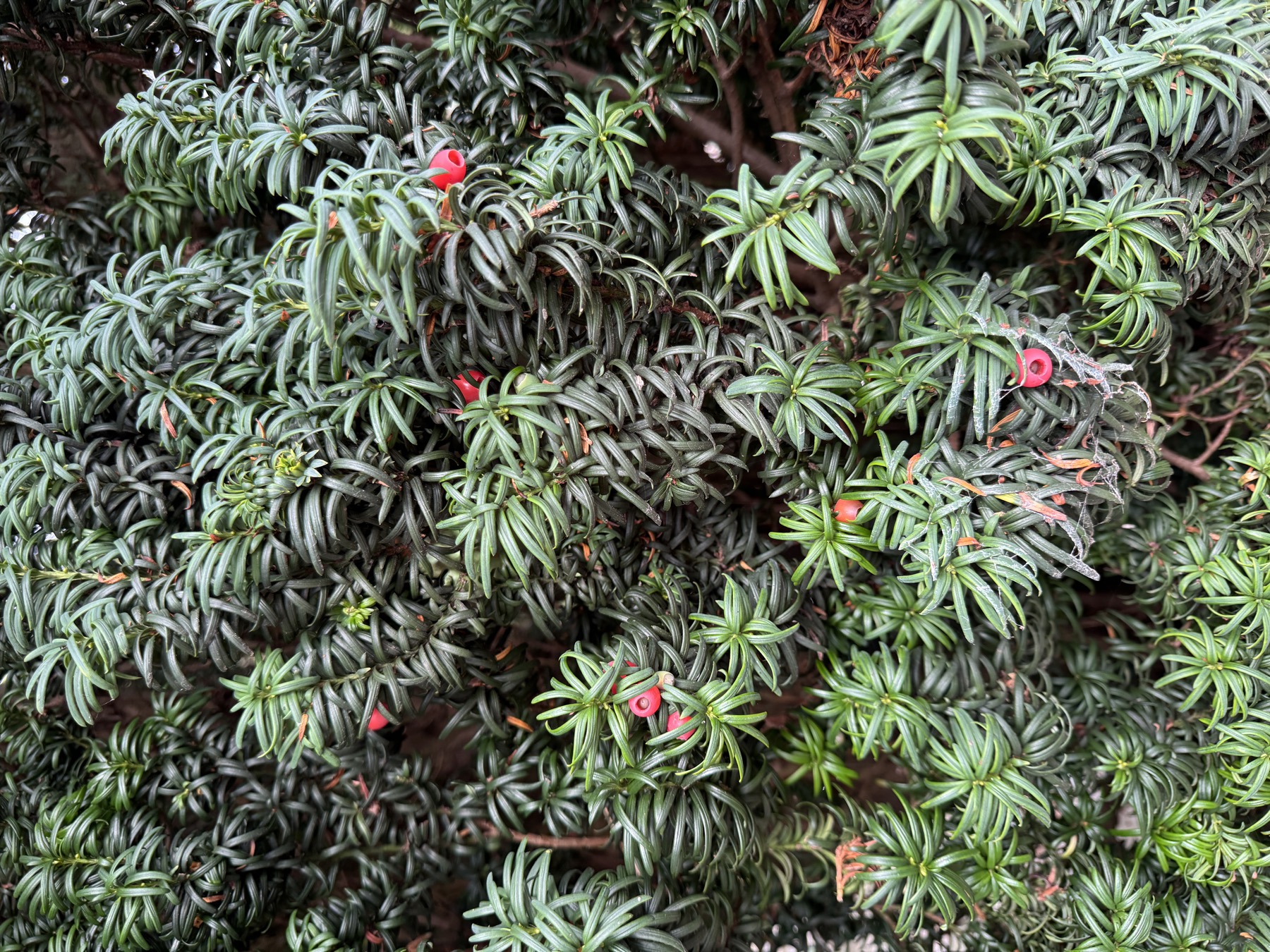 Yew leaves and red berries in Italian Gardens Penarth