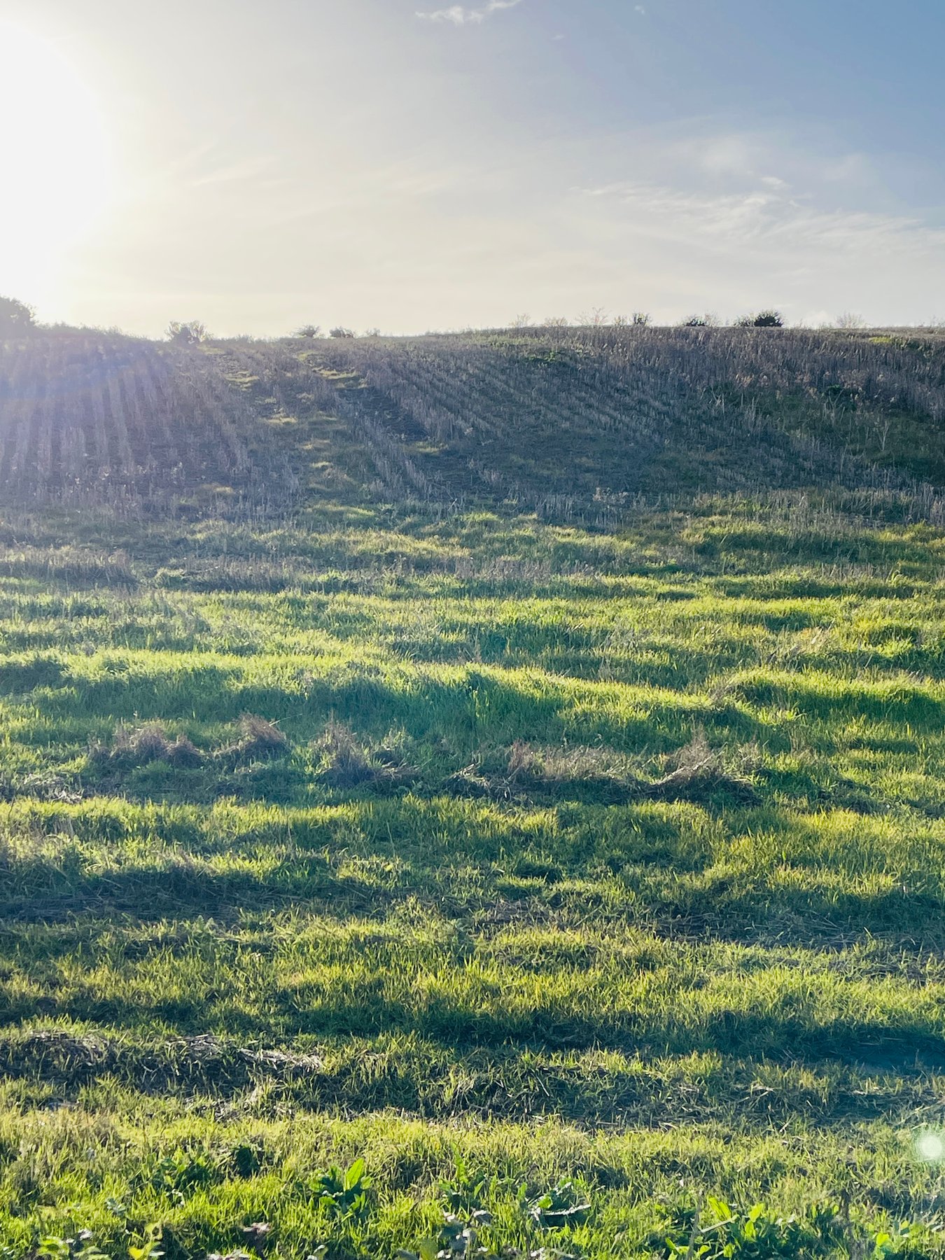 Patterns of light across a field near Lavernock Point