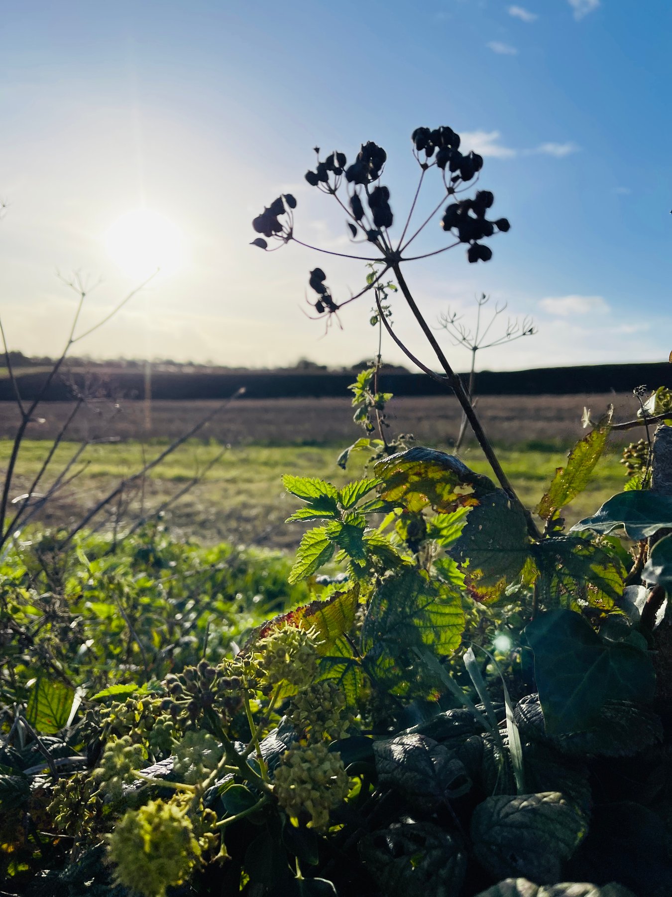 Sunlit seed heads and leaves beside a field at Lavernock