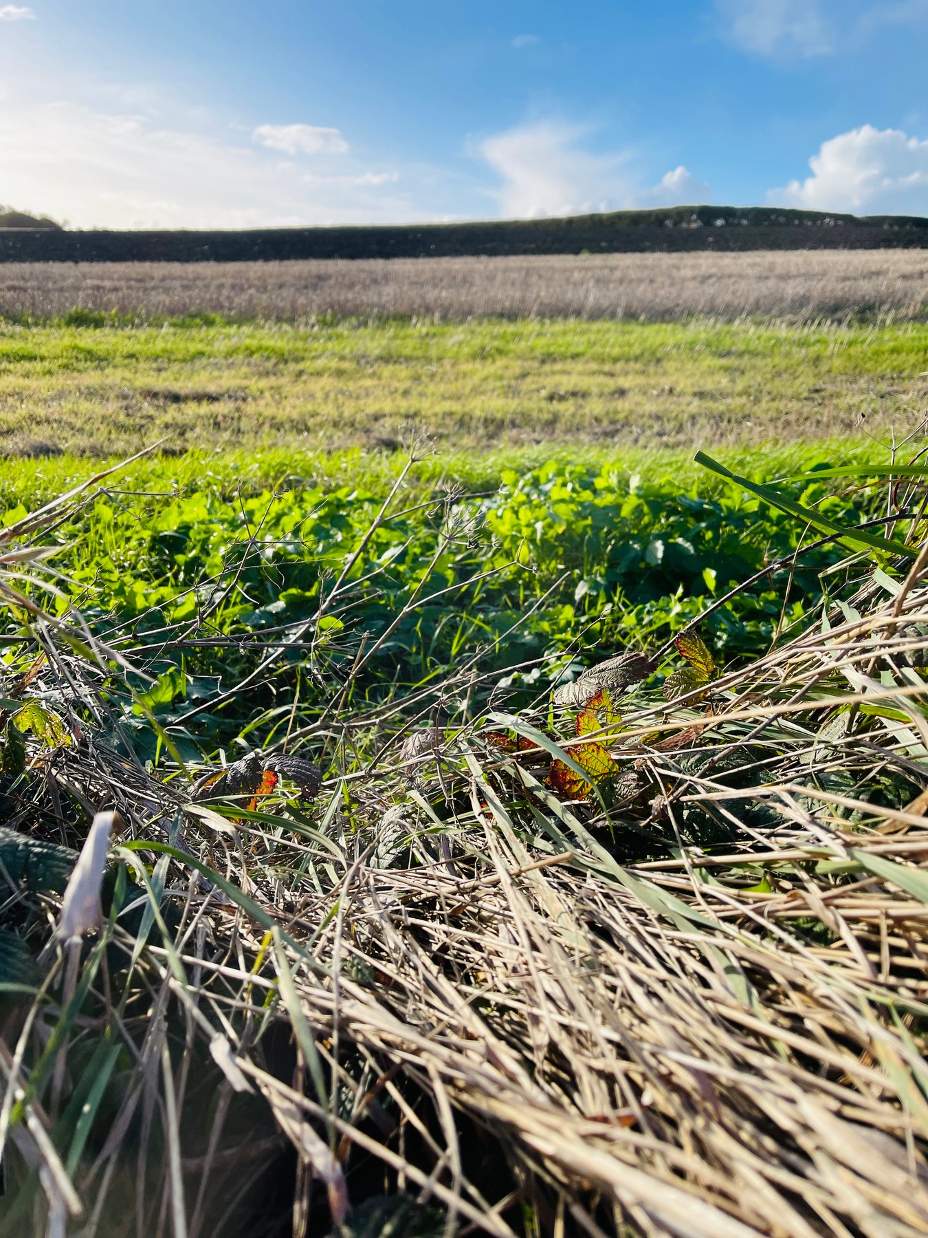 Brambles and a winter field beside the coast path