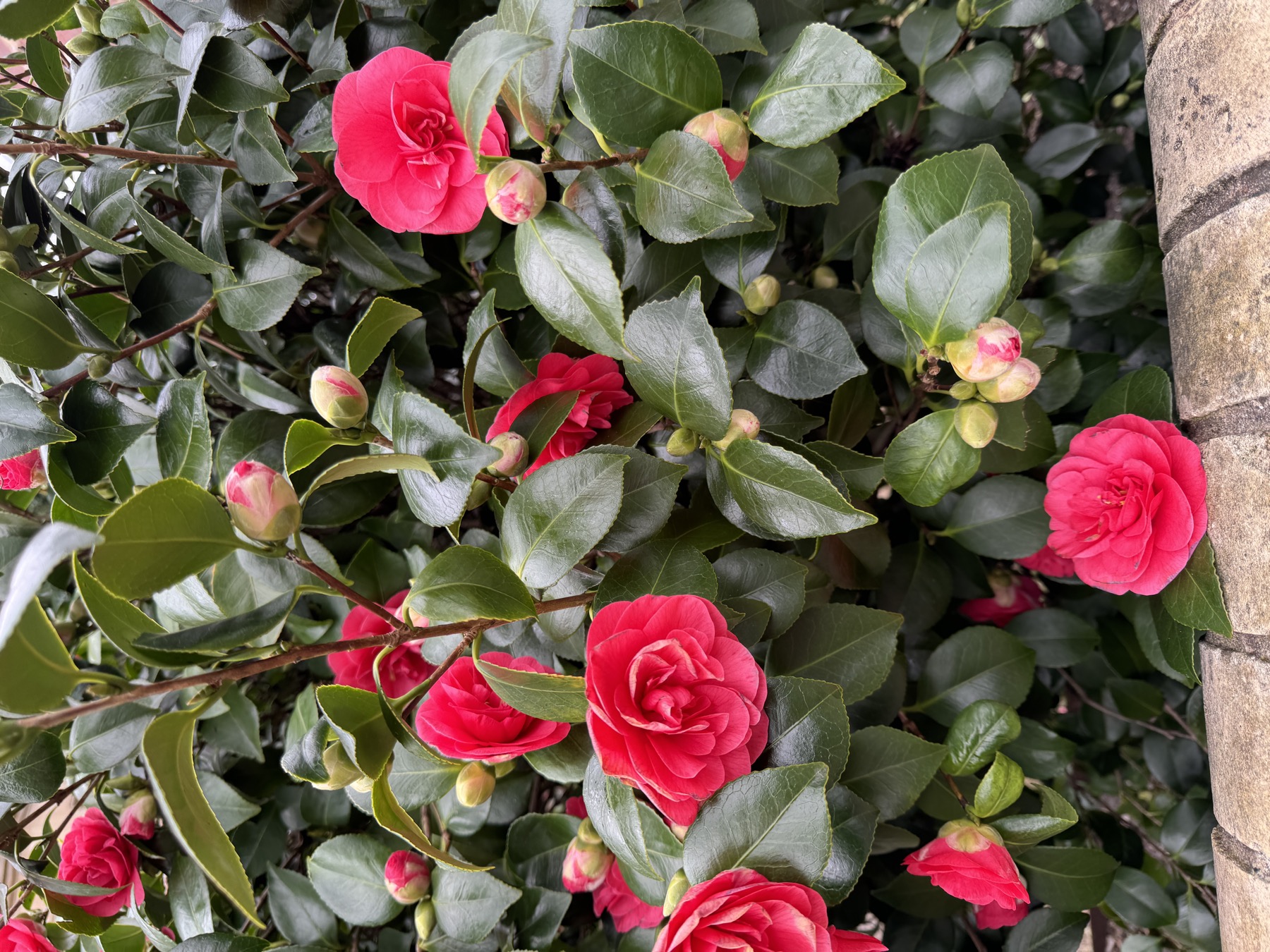 Camellias near Victoria Square Penarth