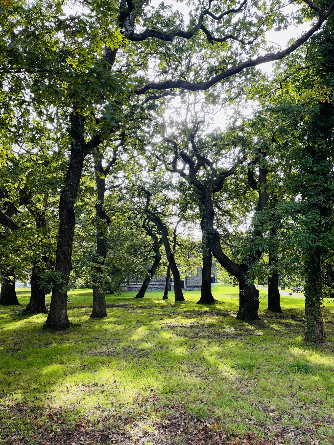 Oak grove in Victoria Square Penarth