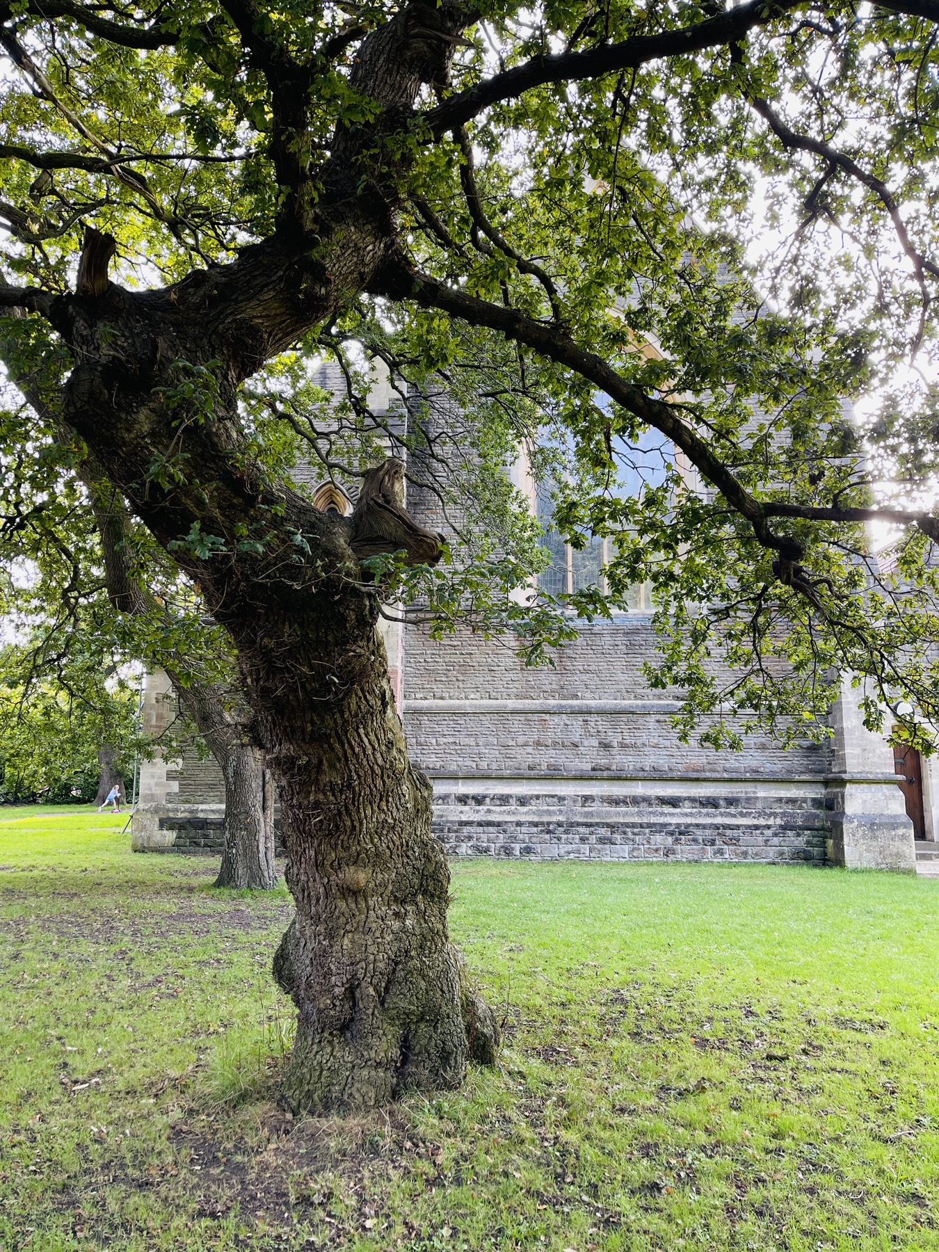 Old oak and All Saints Church in Victoria Square Penarth