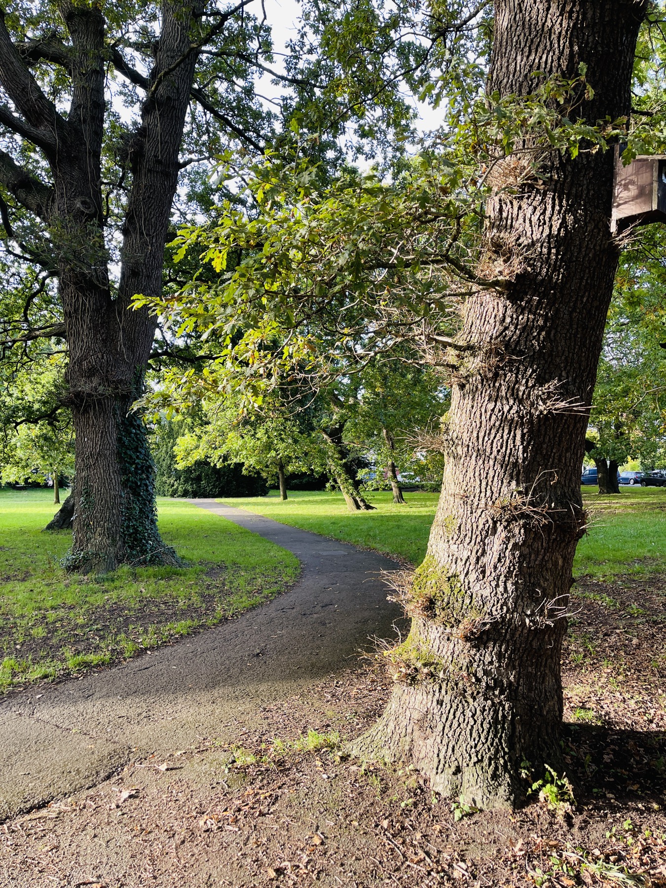 A green path through Victoria Square Penarth