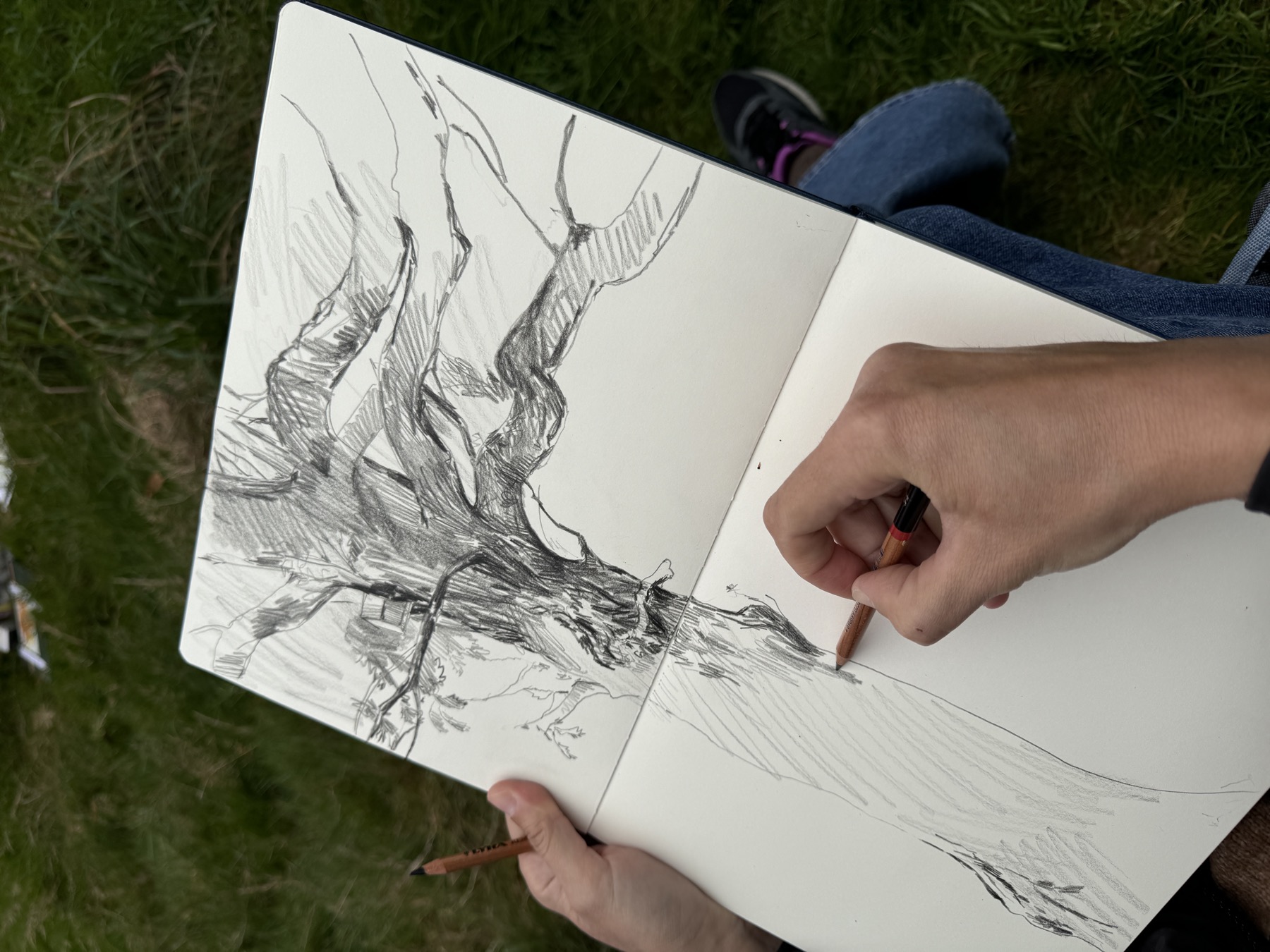 Pencil tree sketch made in Victoria Square Penarth