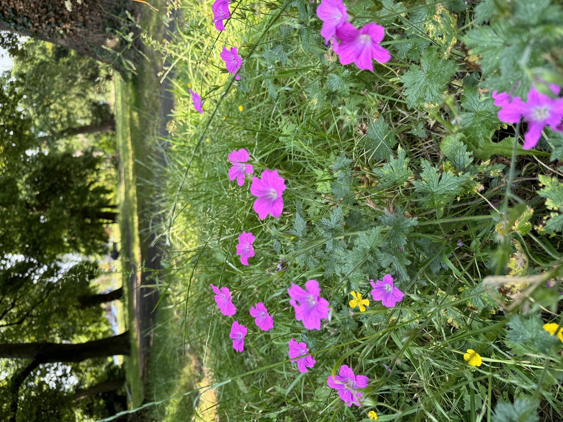 Pink wildflowers in the grass at Victoria Square Penarth