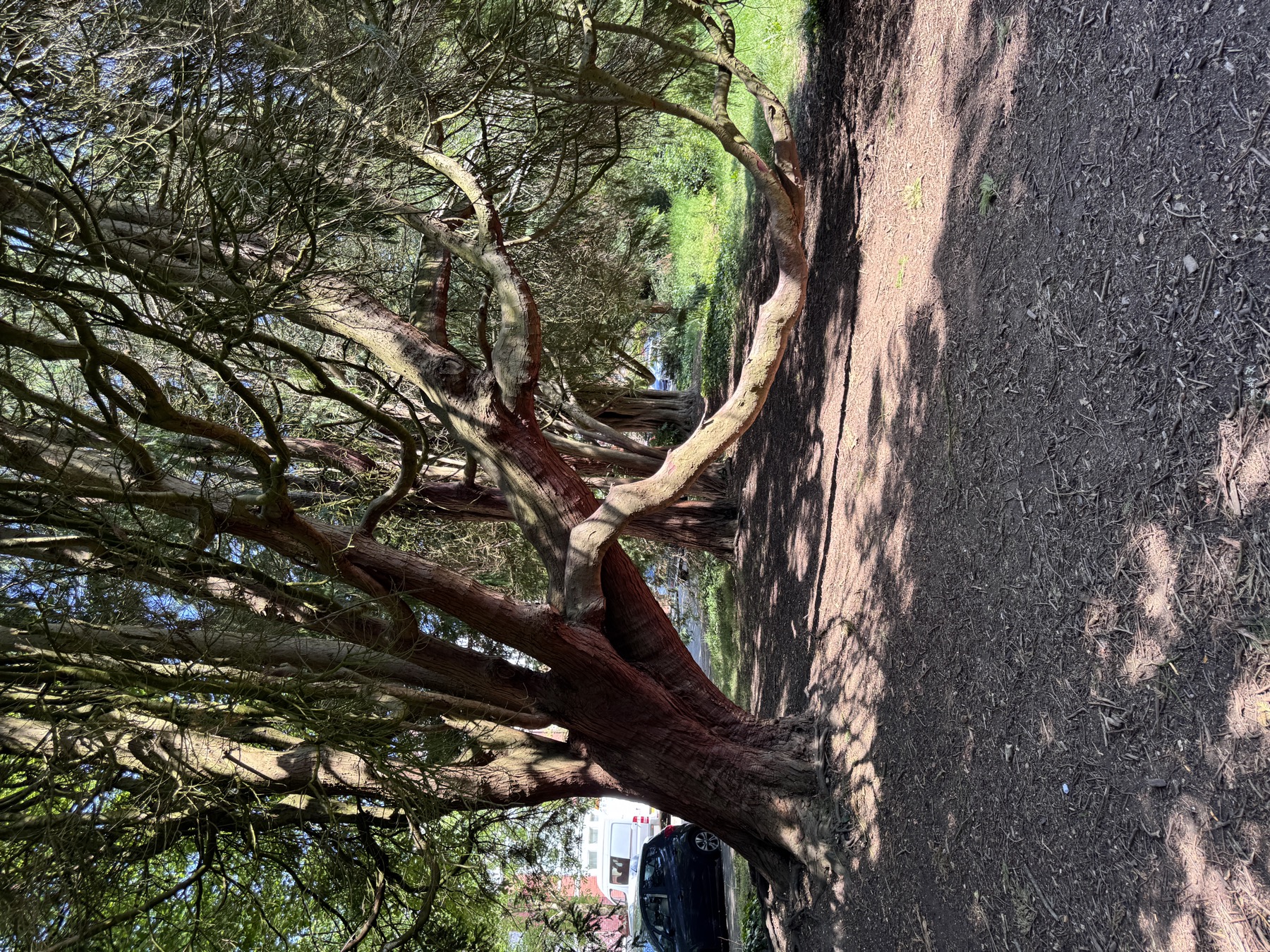 Yew branches twisting in Victoria Square Penarth